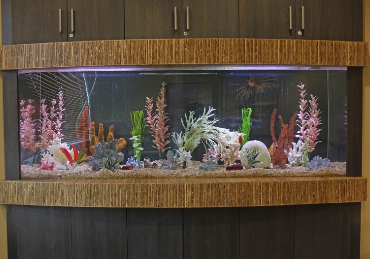 Close up of fish tank